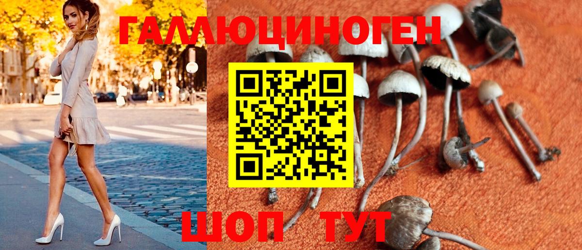 Псилоцибиновые грибы Psilocybine cubensis Барабинск